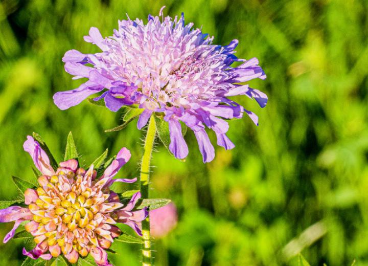 Die Witwenblume wird in Mundart treffend « Guufechüssi» genannt. Bild zvg / Beat Schaffner