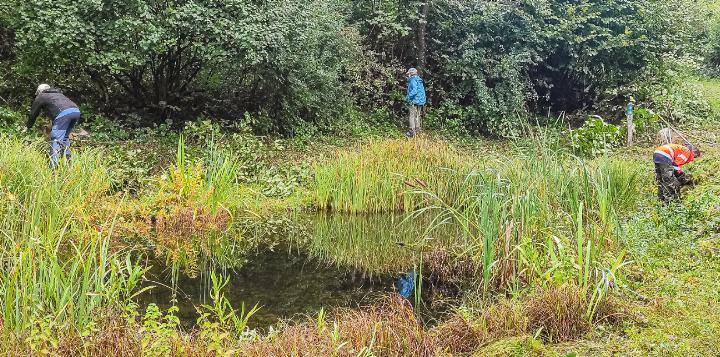 Die Vereinsmitglieder pflegen Weiherbiotope wie dieses. Bild zvg