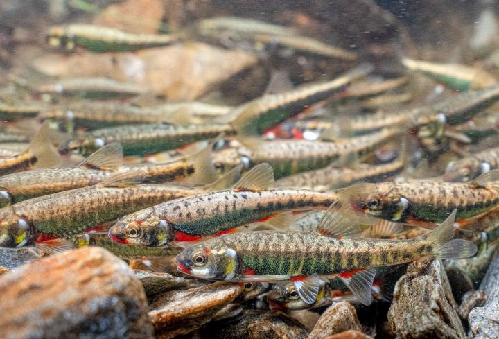 Die unscheinbare Elritze bewegt sich häufig im Schwarm. Bild zvg / SFV