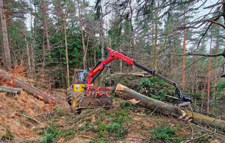 Klimazertifikate ermöglichten unter anderem die Finanzierung defizitärer Holzereiarbeiten im Gebiet Gerstel, in dem abgehende Fichten- und Tannenbestände durch neue, zukünftige Baumarten ersetzt wurden. Bild zvg