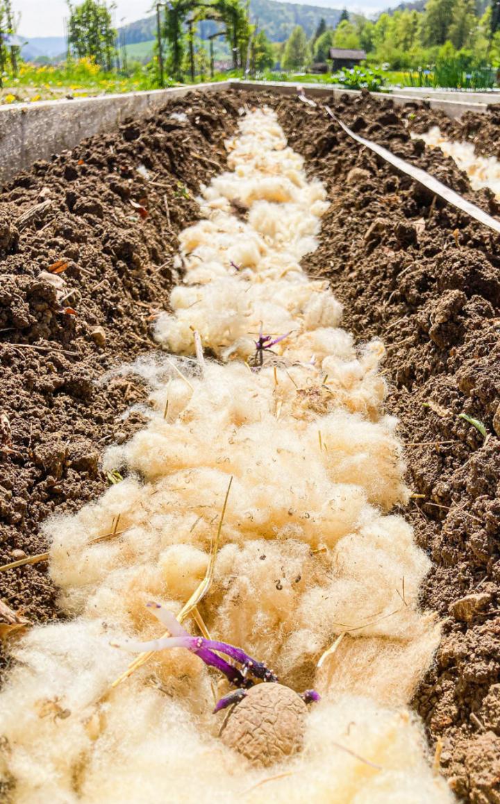 Kartoffeln in Schafwolle gebettet. Bilder zvg