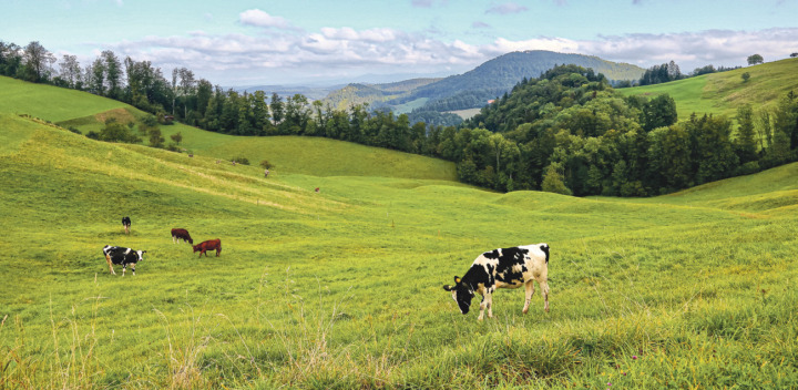 Rummel statt Gebimmel? Das Gebiet befindet sich in der Landwirtschaftszone, daran dürfte sich so bald kaum etwas ändern. Bild David Thommen