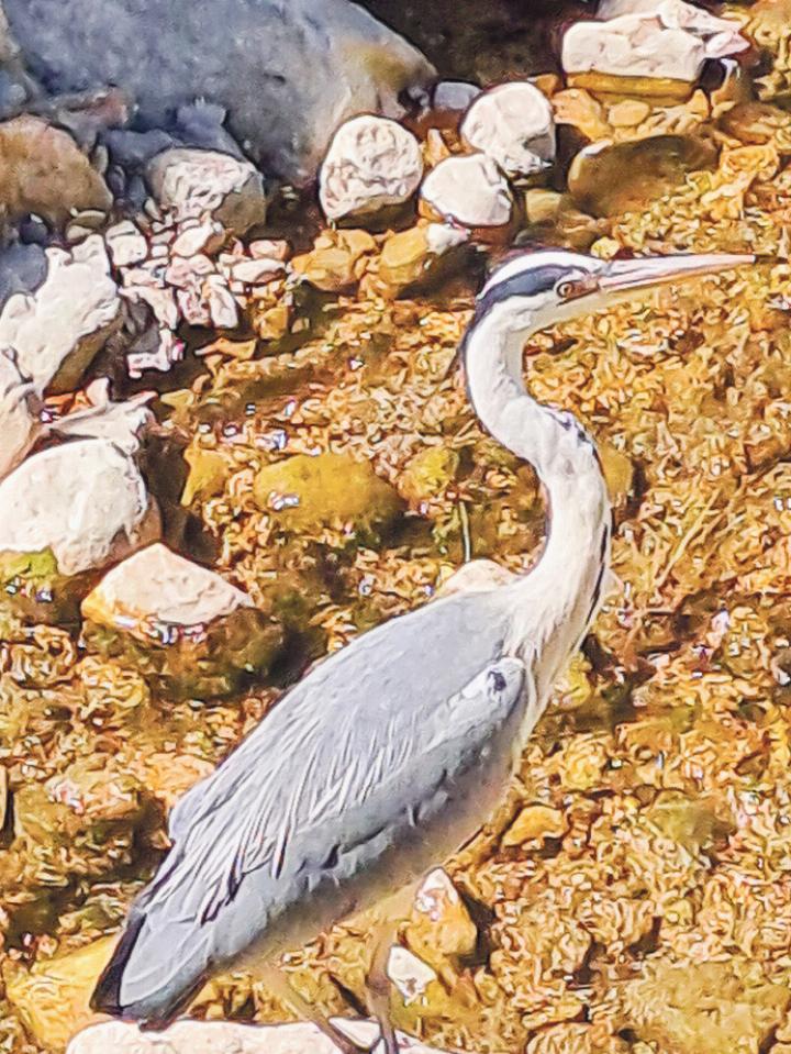 Ein Fischreiher, der von Fritz Häuselmann aus Gelterkinden bei der Frenke in Niederdorf entdeckt wurde.