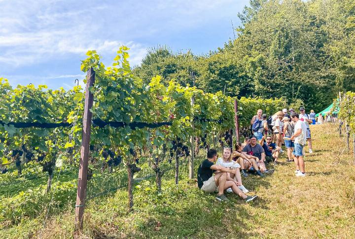 Schatten war bei den Zwischenhalten gefragt: Die Wanderdistanz bei hochsommerlichen Temperaturen betrug am «Wy-Erläbnis» in Buus und Maisprach rund 7 Kilometer. Bilder siw.