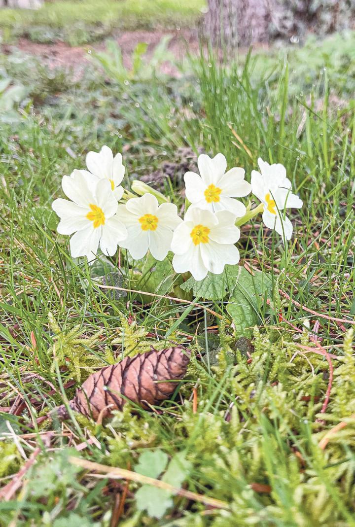 Primeln sind Boten der wärmeren Monate, häufi g blühen sie ab Februar und läuten den Frühling ein. Diese hier wurden in Sissach fotografi ert. Bild ch.