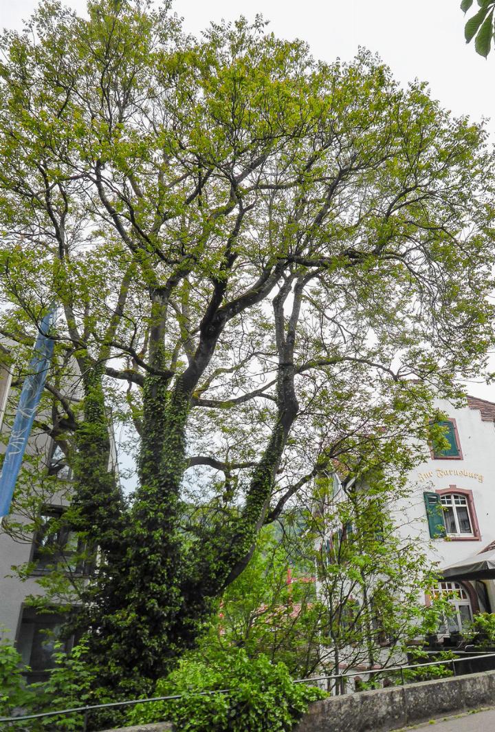 Dieser Götterbaum steht beim Restaurant Farnsburg in Liestal und ist geschützt, zumindest im Zonenplan Siedlung. Bild Heinz Döbeli