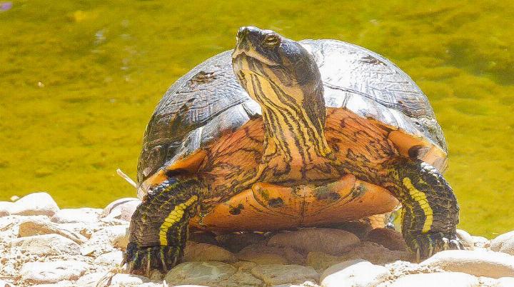 Schildkröten lebten während Jahrtausenden in Kypseli, wurden dann im vergangenen Jahrhundert ausgerottet. Jetzt hat es wieder welche.
Bild Heinz Döbeli