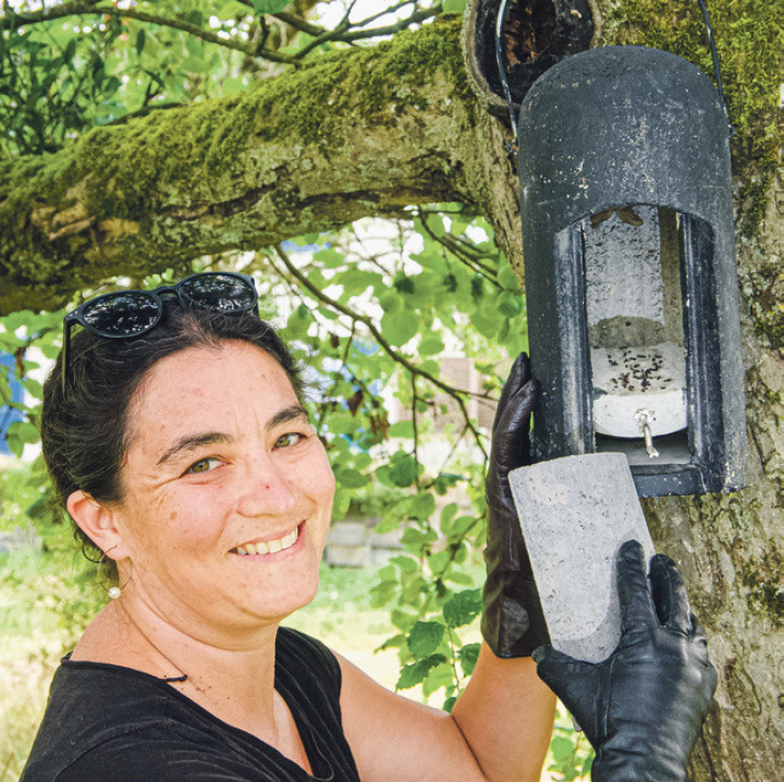 Die Baselbieter Fledermausbeauftragte Céline Martinez kontrolliert einen Fledermauskasten. Wenn man genau hinschaut, sieht man die langen Ohren eines Braunen Langohrs am oberen Ende der Öffnung hervorlugen. Bild zvg
