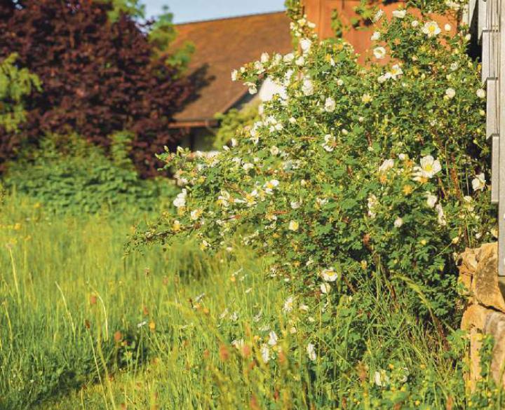 Im Angebot sind auch einheimische Rosen wie hier im Bild die «Rosa spinosissma», die von Mai bis Juni blüht und purpurschwarze Hagebutten bildet. Bild zvg