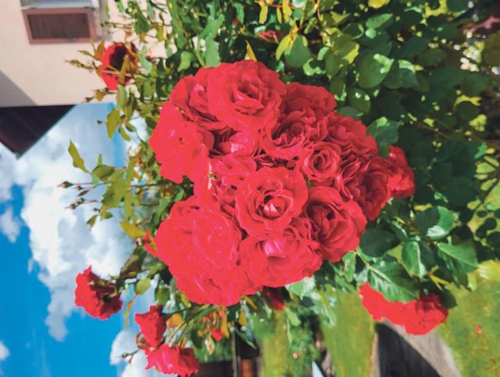 Dieses Herz aus Rosen hat Patricia Handschin aus Zunzgen entdeckt.