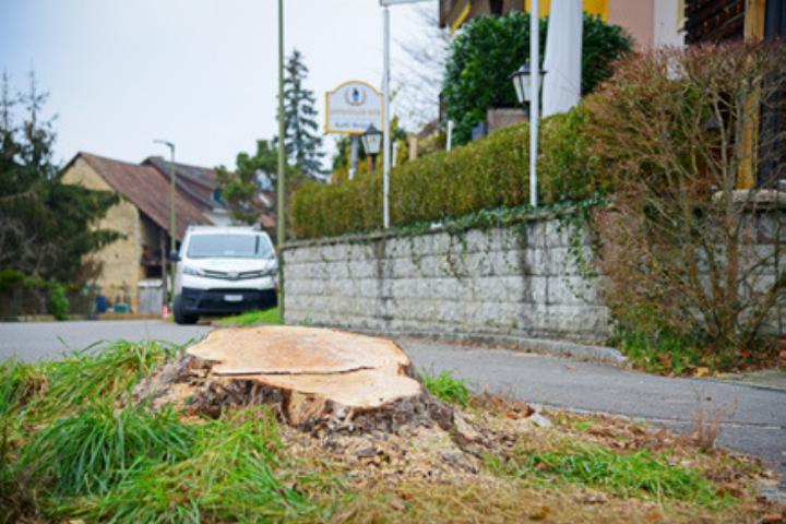 Von der Markanten Kastanie ist nur noch der Wurzelstock übrig. Bild sep.