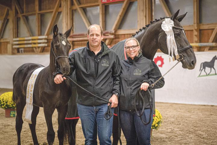 Das Siegerfohlen in der Kategorie dressurbetont: Goldberg’s Gemma NW CH von Beni und Michéle Würgler aus Biel Benken. Bild zvg / Meia Photography
