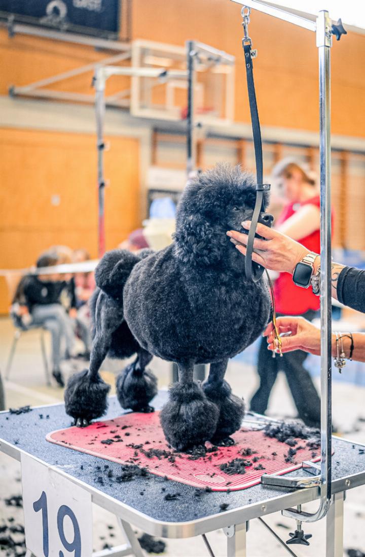 Wie bei der Continental-Schur für Pudel ging es in mehreren Kategorien darum, nach Standard zu frisieren.