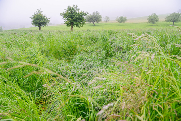 Ist das Gras überständig, verliert es an Nährwert und die Halme «verholzen». Bild Christian Horisberger