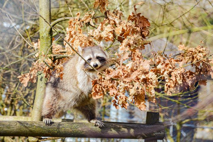 Das nachtaktive Tier ist in freier Wildbahn selten zu beobachten. Dieses Foto stammt aus dem Liestaler Tierpark Weihermätteli. Bild Archiv vs