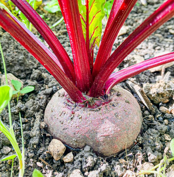 Bis im November können Randen frisch vom Beet geerntet werden. Bild zvg