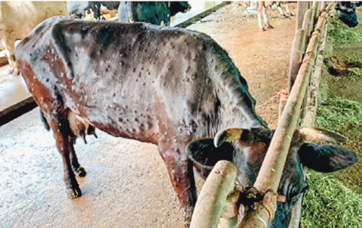 Rind mit LSD-Symptomen. Bild Wikipedia