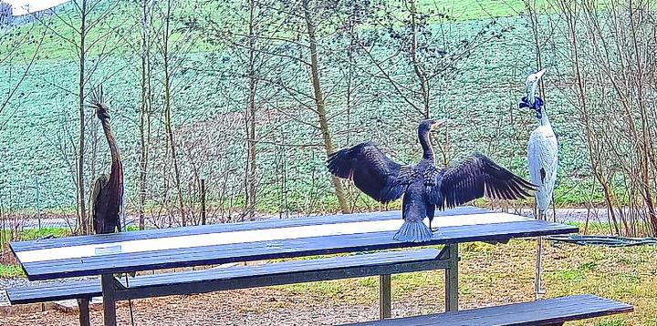 Im vergangenen Frühling breiteten auf dem Tisch bei den Weihern des Ehepaars Frei Kormorane ihre Flügel aus.
Bilder zvg