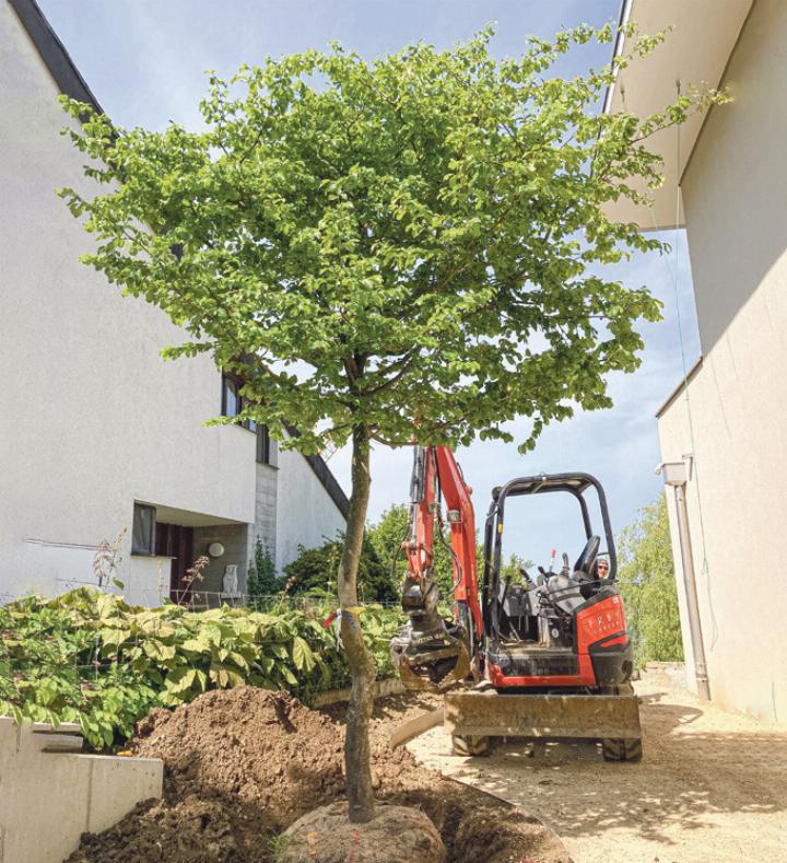 Das Pflanzen von Bäumen ist ein wichtiger Schritt, um eine Liegenschaft aufzuwerten.
Bild zvg