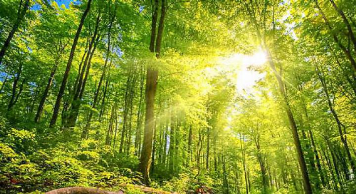 Der Wald und seine Bäume spielen in der Bibel eine wichtige Rolle. Bild zvg