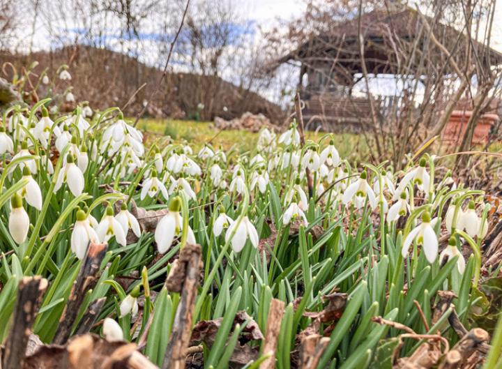 Schneeglöckchen  läuten den Frühling ein.
Bild Meret Franke