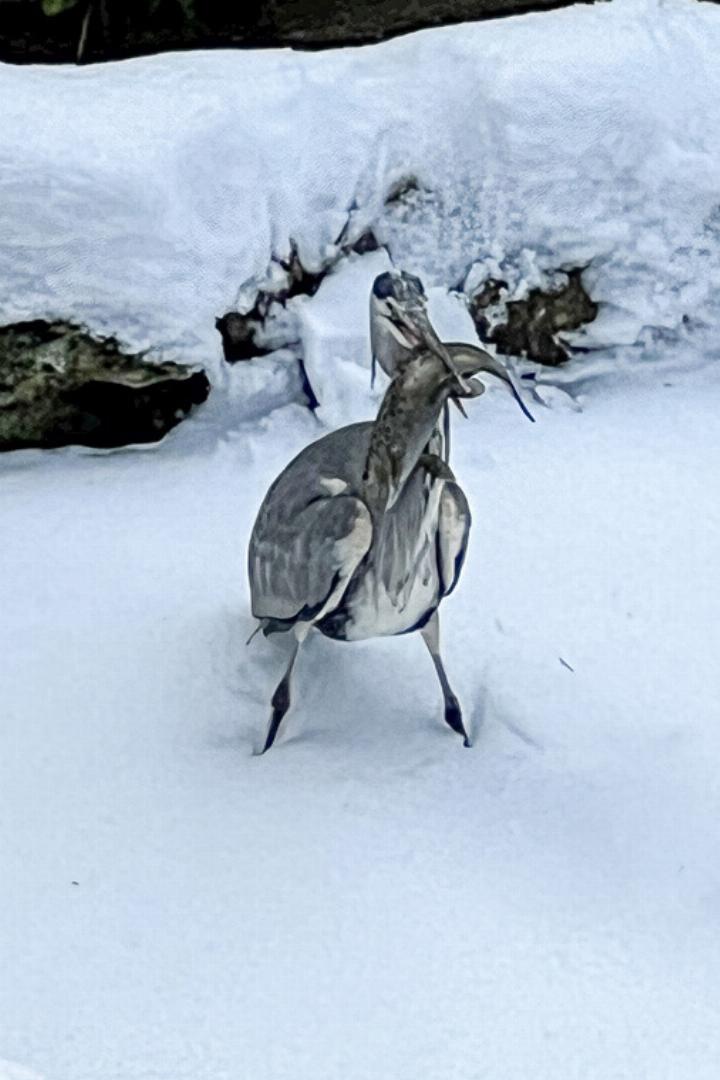 Benjamin Bongni aus Wintersingen hat eine ganz spezielle Entdeckung in seinem Garten gemacht.