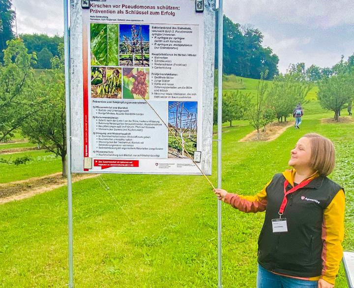 Anita Schöneberg von Agroscope zeigt anhand von Tafeln präventive Massnahmen bei Bakterienbrand von Kirschbäumen auf. Bild Brigitt Buser