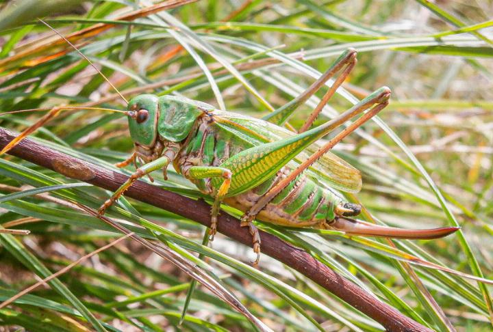 Der Warzenbeisser ist ein Botschafter für zahlreiche Insektenarten, die auf Magerwiesen-Standorte angewiesen sind. Bild zvg / Senckenberg / Schmitt Der Warzenbeisser ist ein Botschafter für zahlreiche Insektenarten, die auf Magerwiesen-Standorte angewiesen sind. Bild zvg / Senckenberg / Schmitt