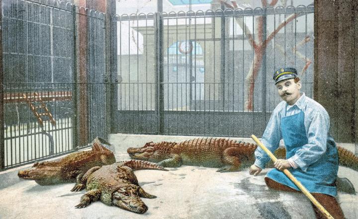 Ein Wärter sitzt im Gehege der Krokodile. Das Bild stammt von circa 1910. Bilder von alten Postkarten, gescannt vom Team Schwarz