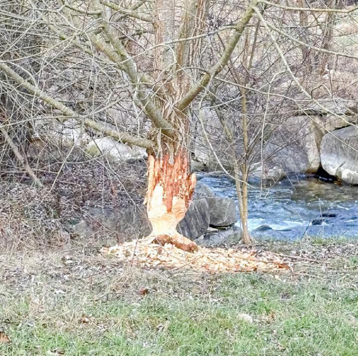 Eine angenagte Weide unweit der WB-Station .
Bild zvg