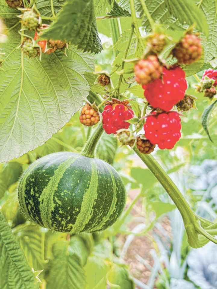 «Sind es nun Himbeerkürbisse oder Kürbishimbeeren?», fragt sich Heidi Grieder aus Kilchberg.