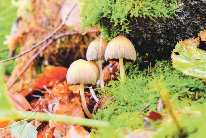 Auf einer Wanderung Richtung Bölchen ist Ivo Schädler aus Läufelfi ngen auf diese Gemeinen Glimmertintlinge aufmerksam geworden.