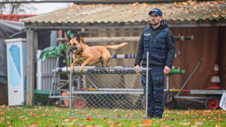 Das Siegerpaar Alien the Shield, genannt «Ace» mit Hundeführer Peter Aebi.
Bild zvg