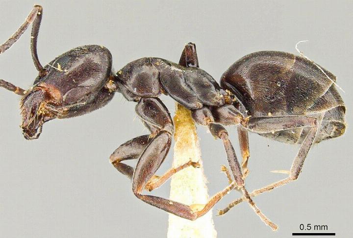 Sie bildet riesige Kolonien: die Ameise der Art Tapinoma nigerrimum.
Bild Wikipedia