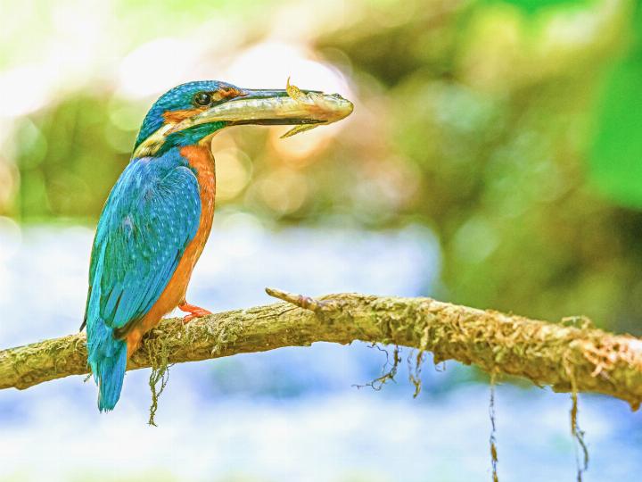 Der Eisvogel hat Beute gemacht: Unser Bild entstand im Naturschutzgebiet Tal bei Rothenfluh. Bild Archiv vs / Beat Schaffner