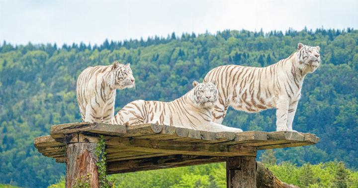 Die weissen Tigerinnen Elvira, Elsa und Emma. Sie sind verspielt und aktiv. Ihre Farbe und die blauen Augen kommen von einer Veränderung des Erbguts.
