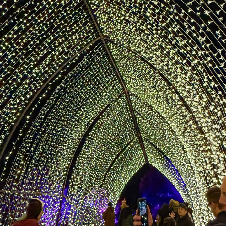 Adventslichtershow im Botanischen Garten von San Diego. Bild Sonja Wieland