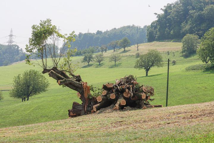 So präsentiert sich die Eiche in Wintersingen nun. Das Totholz soll Tieren einen Lebensraum bieten. Bild zvg