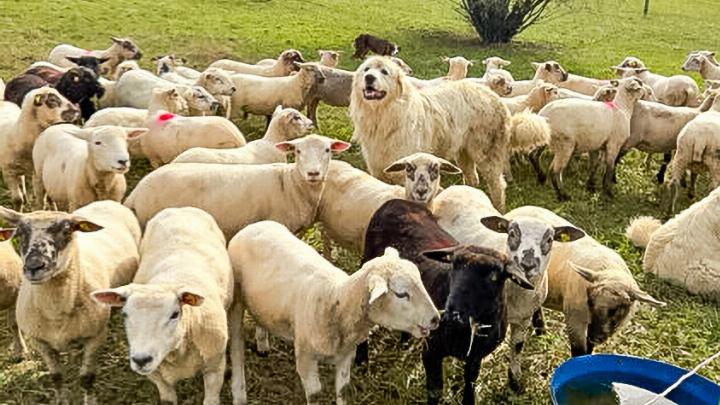 Ein Schutzhund inmitten einer Herde Schafe – entscheidend ist nicht die Rasse des Hundes, sondern seine Ausbildung. Bild zvg Ein Schutzhund inmitten einer Herde Schafe – entscheidend ist nicht die Rasse des Hundes, sondern seine Ausbildung. Bild zvg