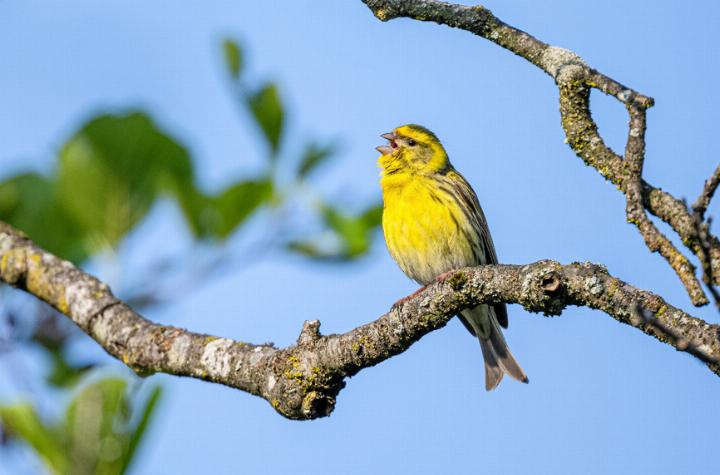 Mit www.bird-song.ch kann der Gesang des Girlitzes und vieler weiterer Arten geübt werden.
Bild Michael Gerber