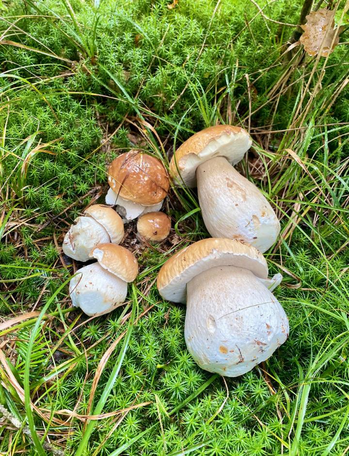 Mit Ausdauer und etwas Glück lassen sich dieser Tage auch in unserer Region die begehrten Steinpilze finden. Der Schub ist allerdings bereits am Abklingen.