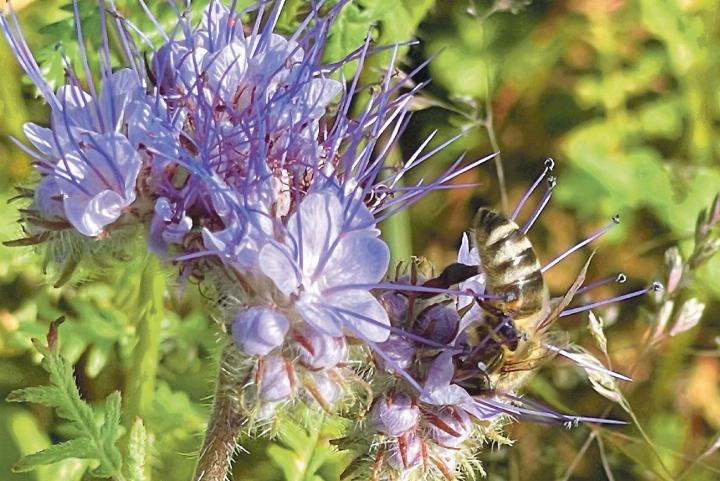 «Meine Bienen freut es, wenn vor und neben dem Bienenhaus Nektar zu finden ist. Die Phacelia – die super Pflanze – zieht alle Insekten magisch an», schreibt Claudia Huber aus Wintersingen zu ihrem Bild.