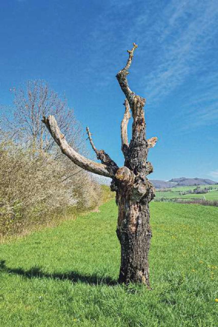 Ernst Inniger aus Gelterkinden hat auf einem Feld diese spezielle Baumskulptur gesehen.