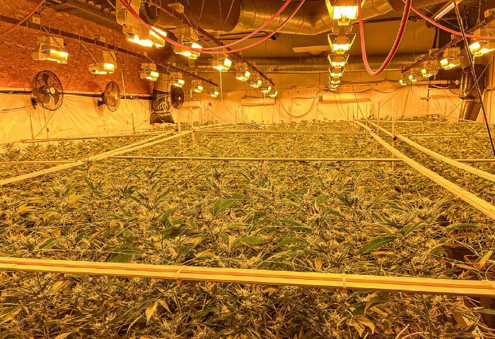 Kurz vor Ablauf des Mietvertrags – und wohl auch vor der Cannabis-Ernte – flogen die Täter auf.
Bild zvg / Polizei BL Kurz vor Ablauf des Mietvertrags – und wohl auch vor der Cannabis-Ernte – flogen die Täter auf.
Bild zvg / Polizei BL