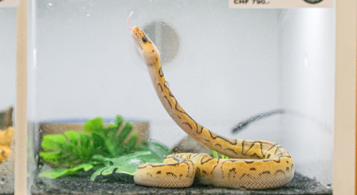 An der Reptilienbörse wurden Schlangen wie dieser Königspython-«Morph» (optisch auffällige Züchtungen) angeboten. Bild Daniel Aenishänslin An der Reptilienbörse wurden Schlangen wie dieser Königspython-«Morph» (optisch auffällige Züchtungen) angeboten. Bild Daniel Aenishänslin