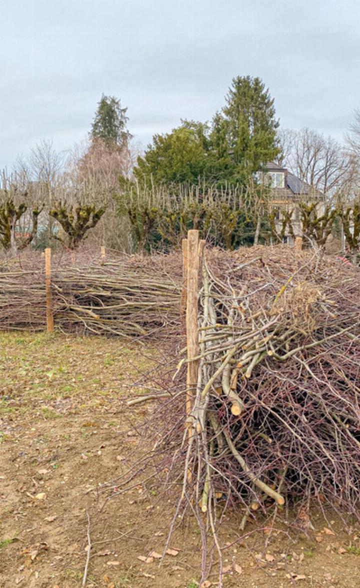 Das Lindenholz wurde zu imposanten Hecken aufgeschichtet. Bild bbu.