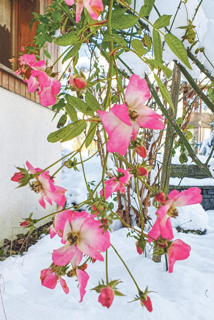 Trudi Buess aus Bubendorf zeigt in ihrem «Volksklick» Rosen im Schnee.