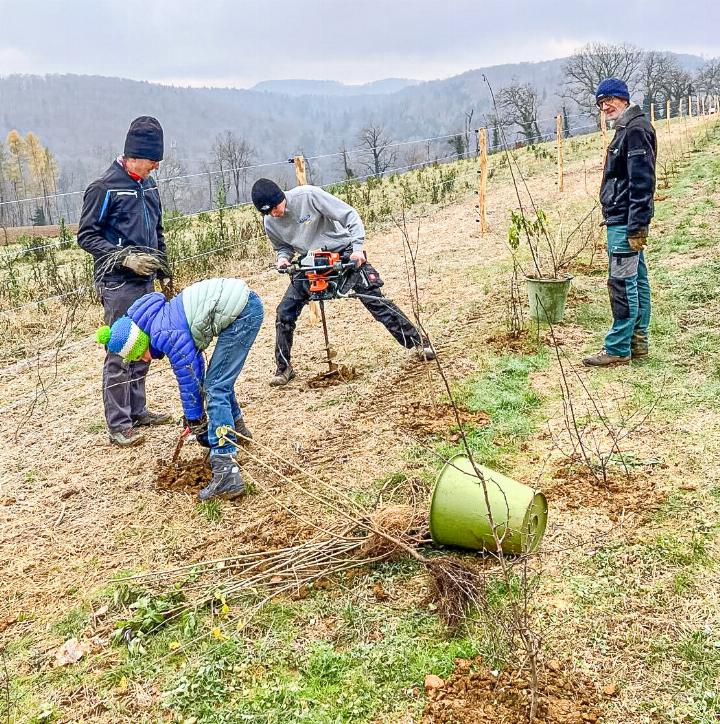 Pflanzung einer Wildobsthecke im Herbst 2025 in Liestal. Hier sollen Vögel und Insekten einmal Unterschlupf finden.