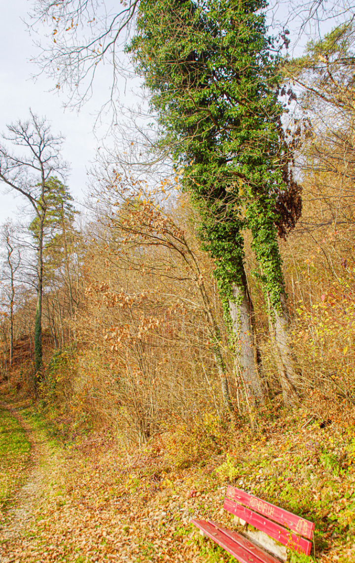 Abgehende und dürre Waldbäume hatten zur Folge, dass ein Abschnitt des Themenwegs gesperrt werden musste.Bild Otto Graf