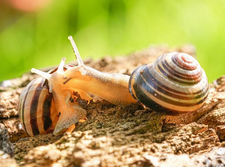 Leidenschaftliche Schneckenliebe: Die zweigeschlechtlichen Hain-Schnirkelschnecken liebkosen einander ausgiebig, bevor sie Samenpakete austauschen. Bild zvg / Sylvain Montagner